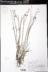 Sisyrinchium atlanticum image