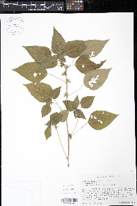 Acalypha deamii image