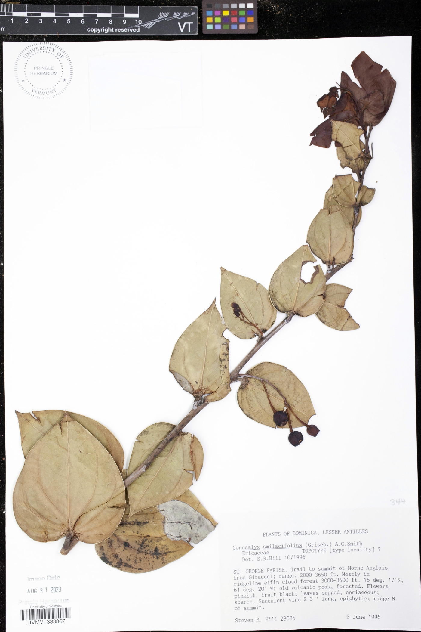 Gonocalyx smilacifolius image