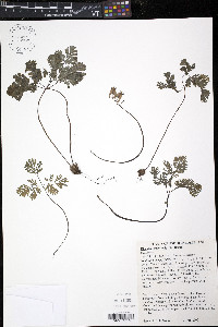 Dicentra cucullaria image