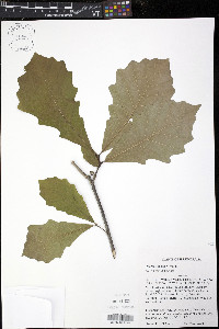 Quercus bicolor image