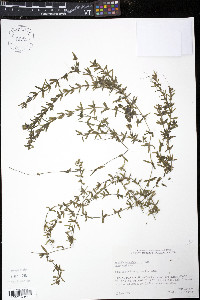 Hydrilla verticillata image