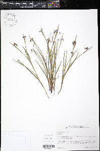 Sisyrinchium rosulatum image