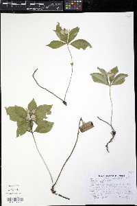 Cornus canadensis image