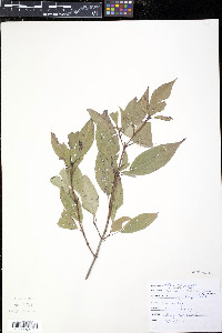 Cornus racemosa image