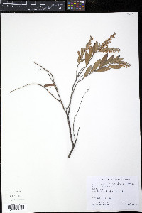 Chamaedaphne calyculata image