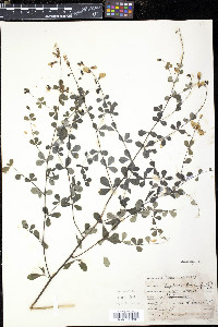 Baptisia tinctoria image