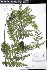 Asplenium uniseriale image