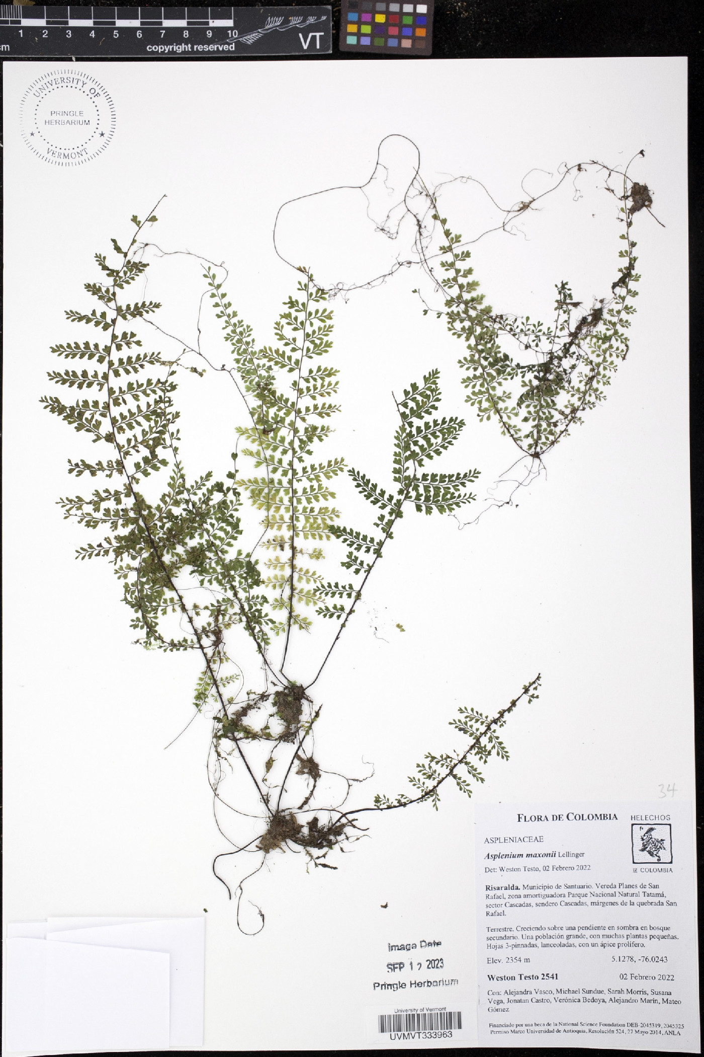 Asplenium maxonii image