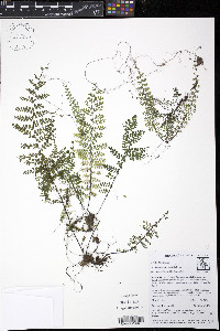 Asplenium maxonii image