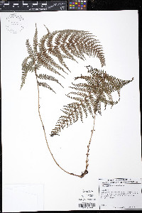 Polystichum nudicaule image