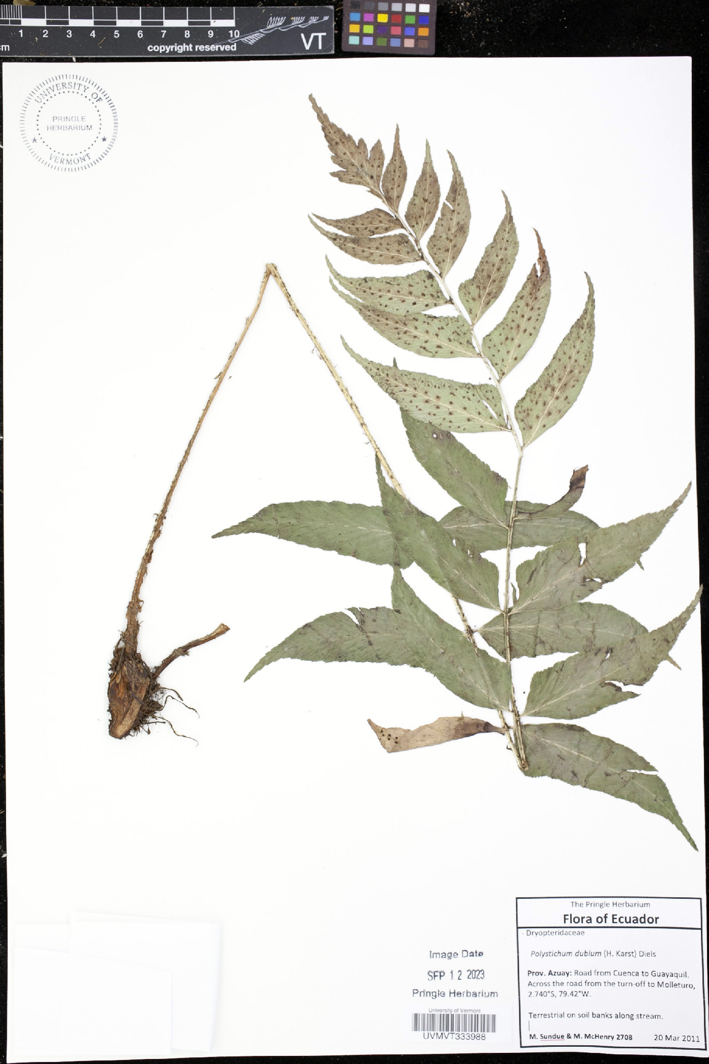 Polystichum dubium image