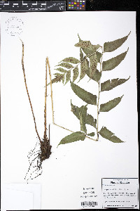 Polystichum dubium image