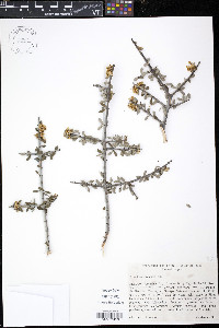 Ceanothus cordulatus image