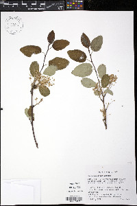 Ceanothus sanguineus image