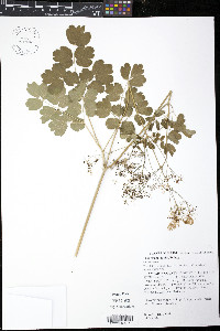 Thalictrum aquilegifolium image