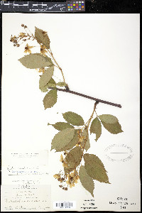 Rubus canadensis image