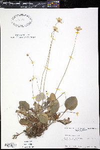 Parnassia glauca image