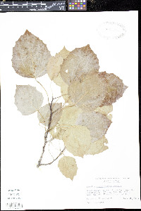 Populus grandidentata image