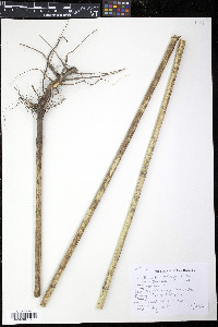 Helianthus tuberosus image