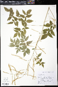 Aruncus dioicus image