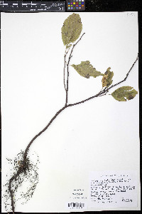 Rhamnus alnifolia image