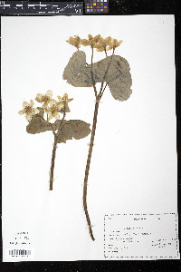 Caltha palustris image