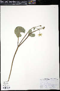 Caltha palustris image