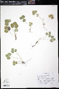 Coptis trifolia image