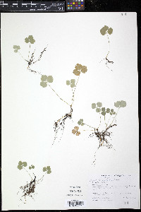 Coptis trifolia image