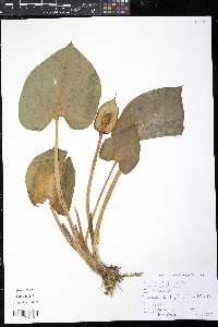 Caltha palustris image