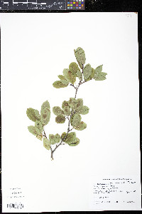 Ilex mucronata image