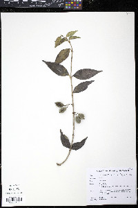 Alyxia stellata image