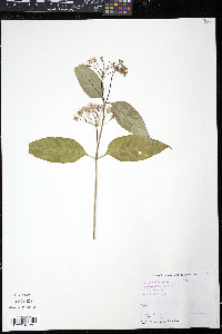 Asclepias exaltata image