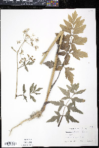 Pastinaca sativa image