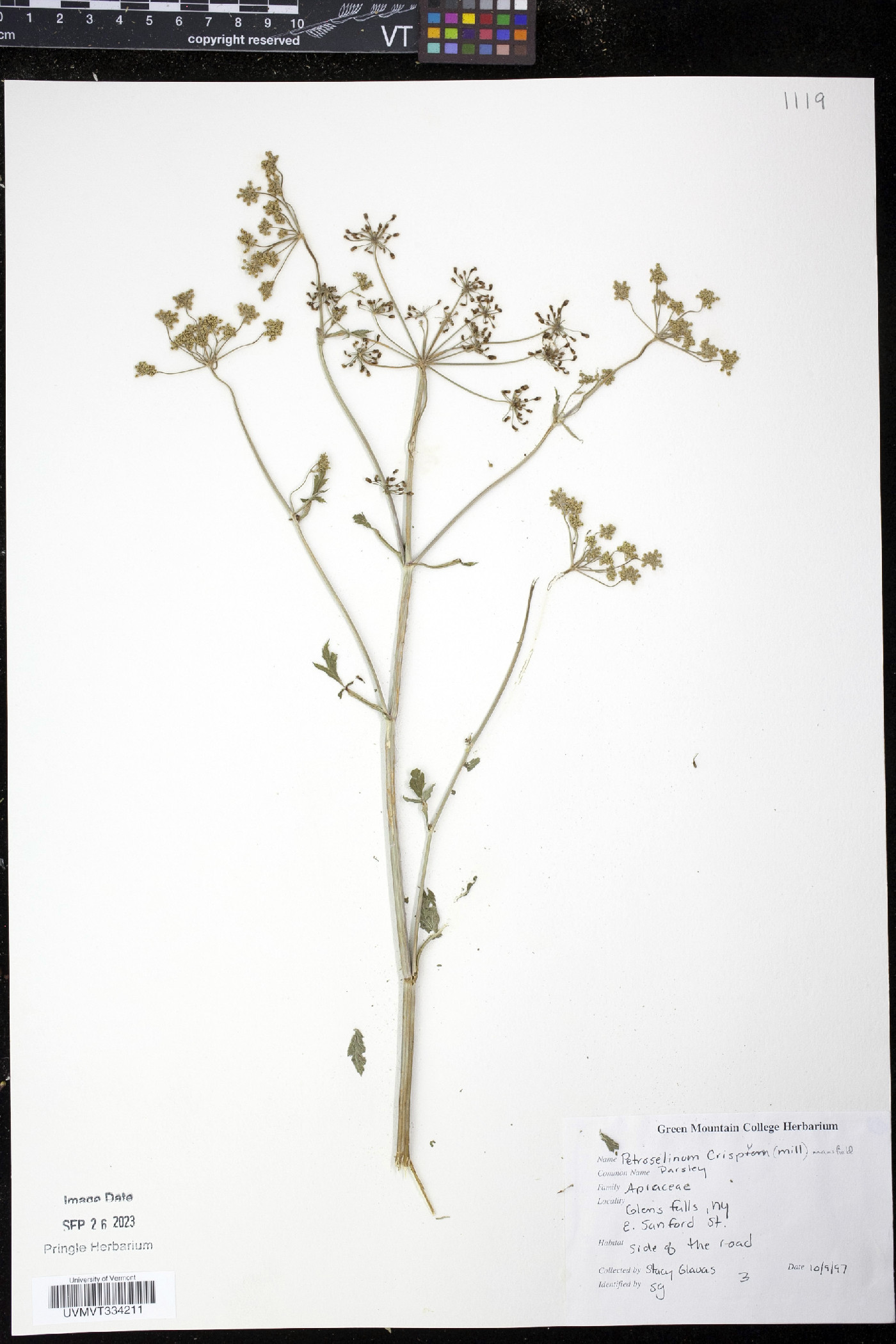 Petroselinum crispum image