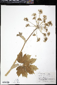 Heracleum maximum image