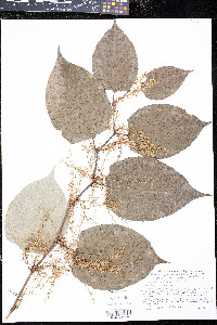 Reynoutria japonica image