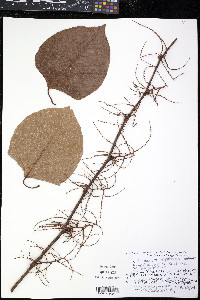 Reynoutria japonica image