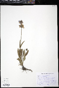 Penstemon procerus image