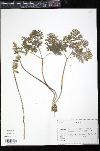 Dicentra cucullaria image