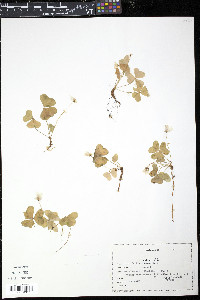 Oxalis montana image