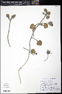 Abronia latifolia image