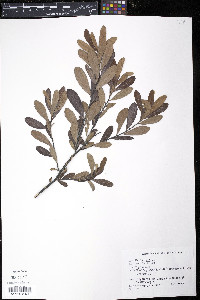 Myrica gale image