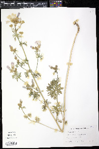 Malva moschata image