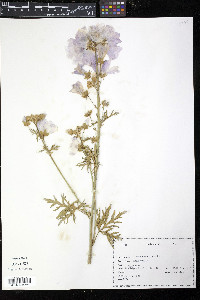 Malva moschata image