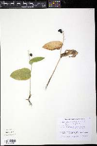 Maianthemum canadense image