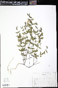 Scutellaria galericulata image