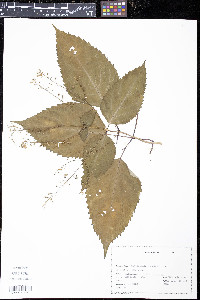 Collinsonia canadensis image