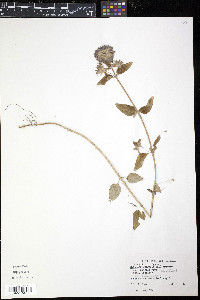 Clinopodium vulgare image